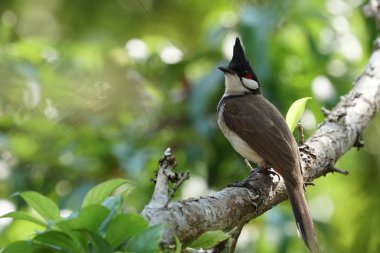 close-up shot of black and white bird perching on tree