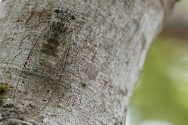 Ağustosböceğini yakından çek ve havla.