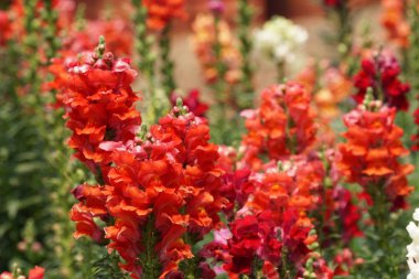 gündüz açık büyüyen renkli çiçekler yakın 