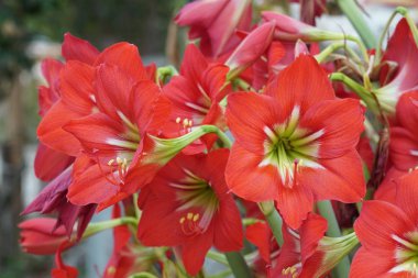 güzel çiçek açan çiçeklerin yakın çekim