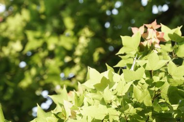 Çiçek açan yaprakların yakın plan çekimi.