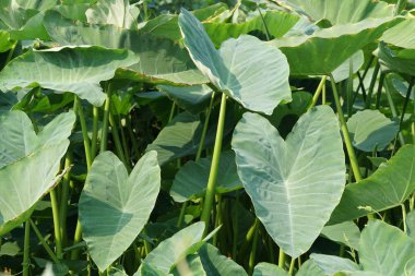 Çiçek açan yaprakların yakın plan çekimi.