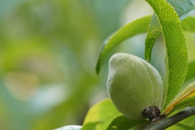 Dalda olgunlaşan taze egzotik meyvelerin yakın plan çekimi.