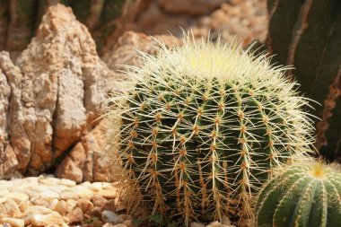 close up of cacti growing outdoors at daytime  clipart