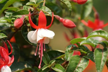 gündüz açık büyüyen renkli çiçekler yakın 