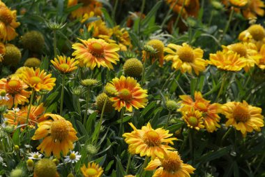 güzel çiçek açan çiçeklerin yakın çekim