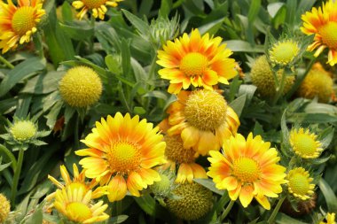 gündüz açık büyüyen renkli çiçekler yakın 