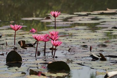 güzel çiçek açan çiçeklerin yakın çekim