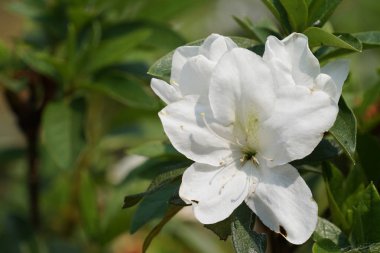 güzel çiçek açan çiçeklerin yakın çekim