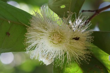 gündüz açık büyüyen renkli çiçekler yakın 