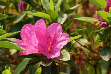 gündüz açık büyüyen renkli çiçekler yakın 