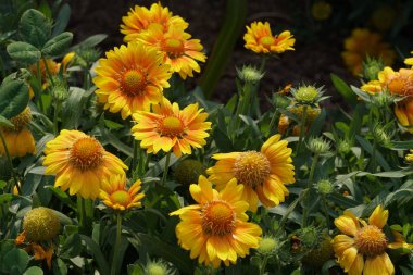 güzel çiçek açan çiçeklerin yakın çekim