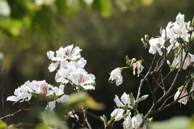 güzel çiçek açan çiçeklerin yakın çekim