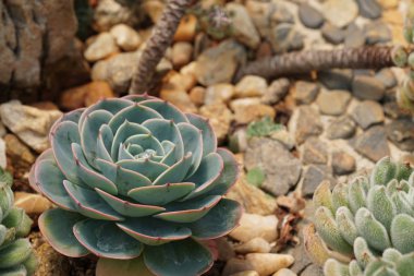 Teraryumdaki güzel sulu bitkinin yakın plan çekimi.