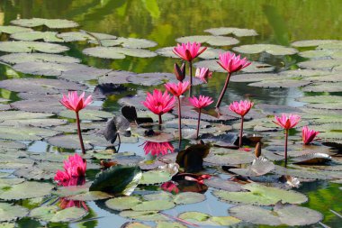 güzel çiçek açan çiçeklerin yakın çekim
