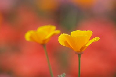 gündüz açık büyüyen renkli çiçekler yakın 