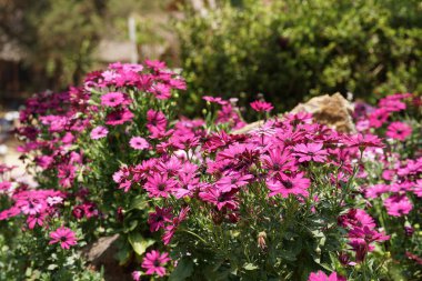 gündüz açık büyüyen renkli çiçekler yakın 