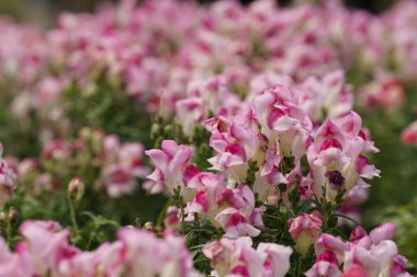 gündüz açık büyüyen renkli çiçekler yakın 