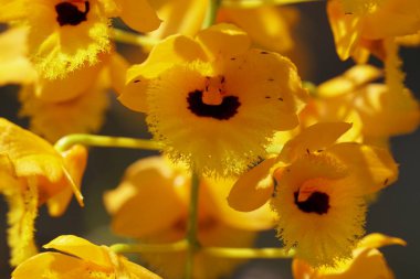 güzel çiçek açan çiçeklerin yakın çekim