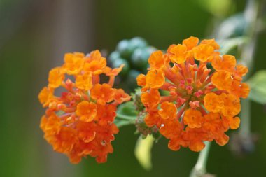 gündüz açık büyüyen renkli çiçekler yakın 