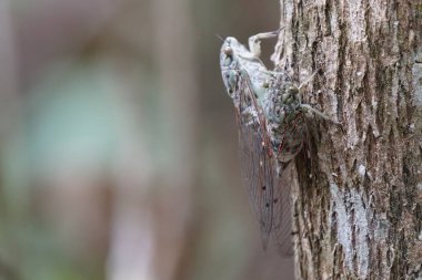 Ağustosböceğini yakından çek ve havla.