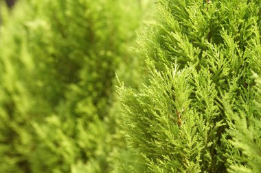 Çiçek açan yaprakların yakın plan çekimi.