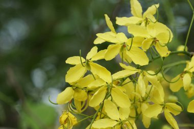 güzel çiçek açan çiçeklerin yakın çekim