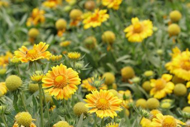 gündüz açık büyüyen renkli çiçekler yakın 