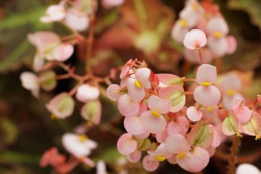 gündüz açık büyüyen renkli çiçekler yakın 