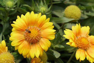 gündüz açık büyüyen renkli çiçekler yakın 