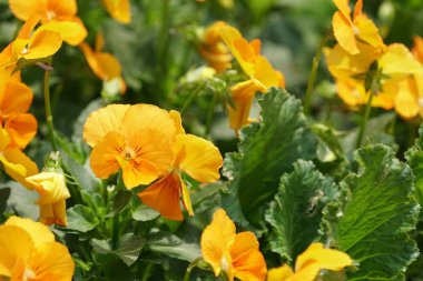 güzel çiçek açan çiçeklerin yakın çekim