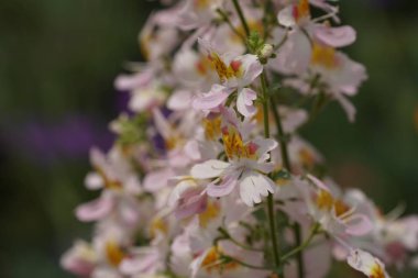 gündüz açık büyüyen renkli çiçekler yakın 