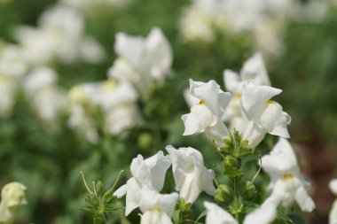 güzel çiçek açan çiçeklerin yakın çekim