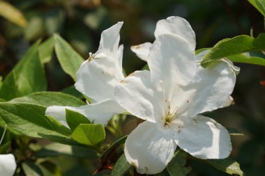 güzel çiçek açan çiçeklerin yakın çekim