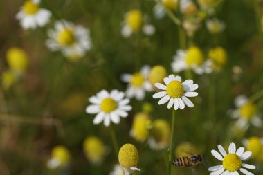 güzel çiçek açan çiçeklerin yakın çekim