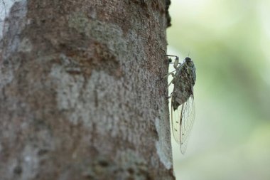 Ağustosböceğini yakından çek ve havla.