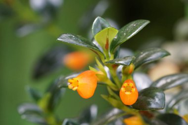 gündüz açık büyüyen renkli çiçekler yakın 