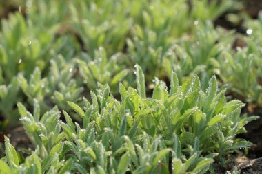 Çiçek açan yaprakların yakın plan çekimi.