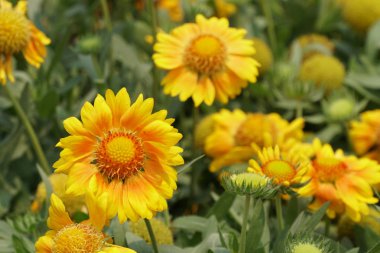 gündüz açık büyüyen renkli çiçekler yakın 