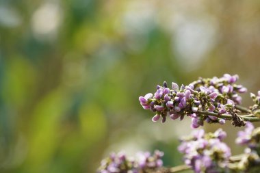 güzel çiçek açan çiçeklerin yakın çekim