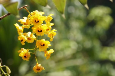 güzel çiçek açan çiçeklerin yakın çekim