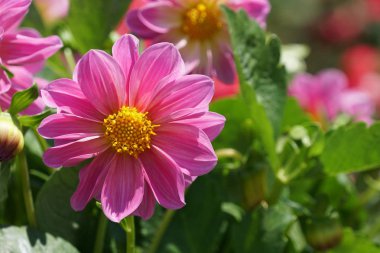 gündüz açık büyüyen renkli çiçekler yakın 