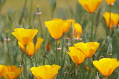 gündüz açık büyüyen renkli çiçekler yakın 
