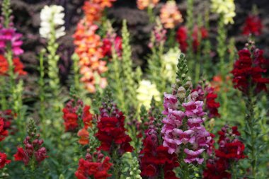 güzel çiçek açan çiçeklerin yakın çekim