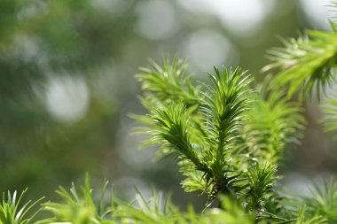 Çiçek açan yaprakların yakın plan çekimi.