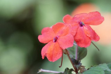 güzel çiçek açan çiçeklerin yakın çekim