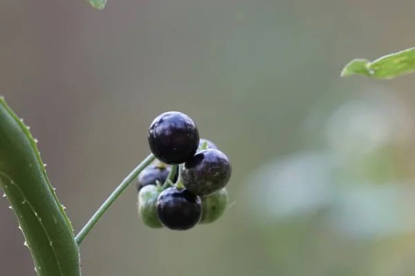 Nahaufnahme Von Frischen Exotischen Früchten Die Auf Zweigen Reifen — Stockfoto