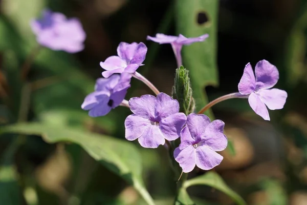 Nahaufnahme Schöner Blühender Blumen — Stockfoto