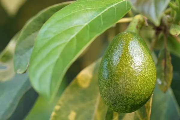 Dalda olgunlaşan taze egzotik meyvelerin yakın plan çekimi.