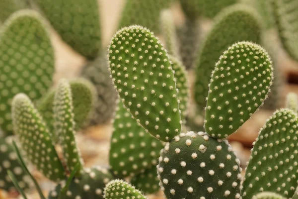 Primer Plano Los Cactus Que Crecen Aire Libre Durante Día — Foto de Stock